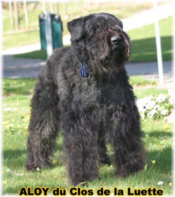  Bouvier des Flandres expositions tous primés